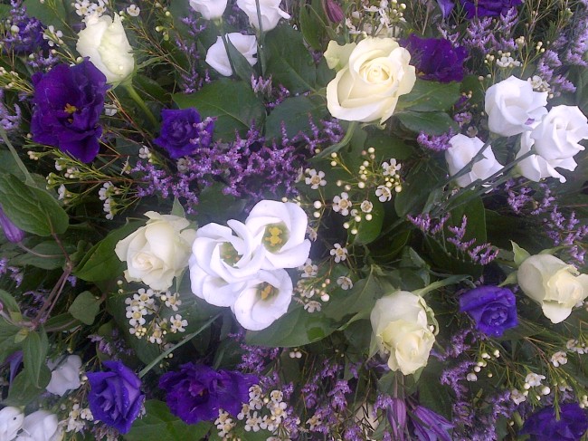 purple & white spring