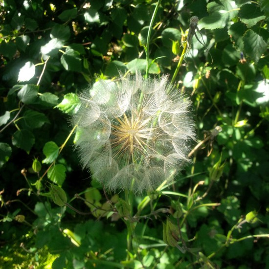 wild flowers in England