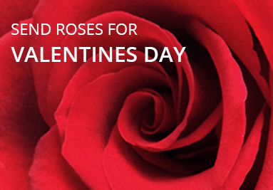 Red roses for Valentines Day, London WC1