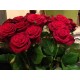 12 Red roses for Valentines day