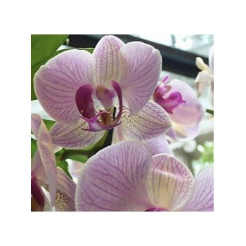 Orchids, Phalaenopsis